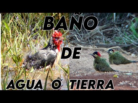 ¿Por qué las AVES se bañan con AGUA o TIERRA? / Why do BIRDS bathe with WATER or EARTH?