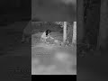 WITCHES CAUGHT ON CAMERA EATING A DEAD DEER