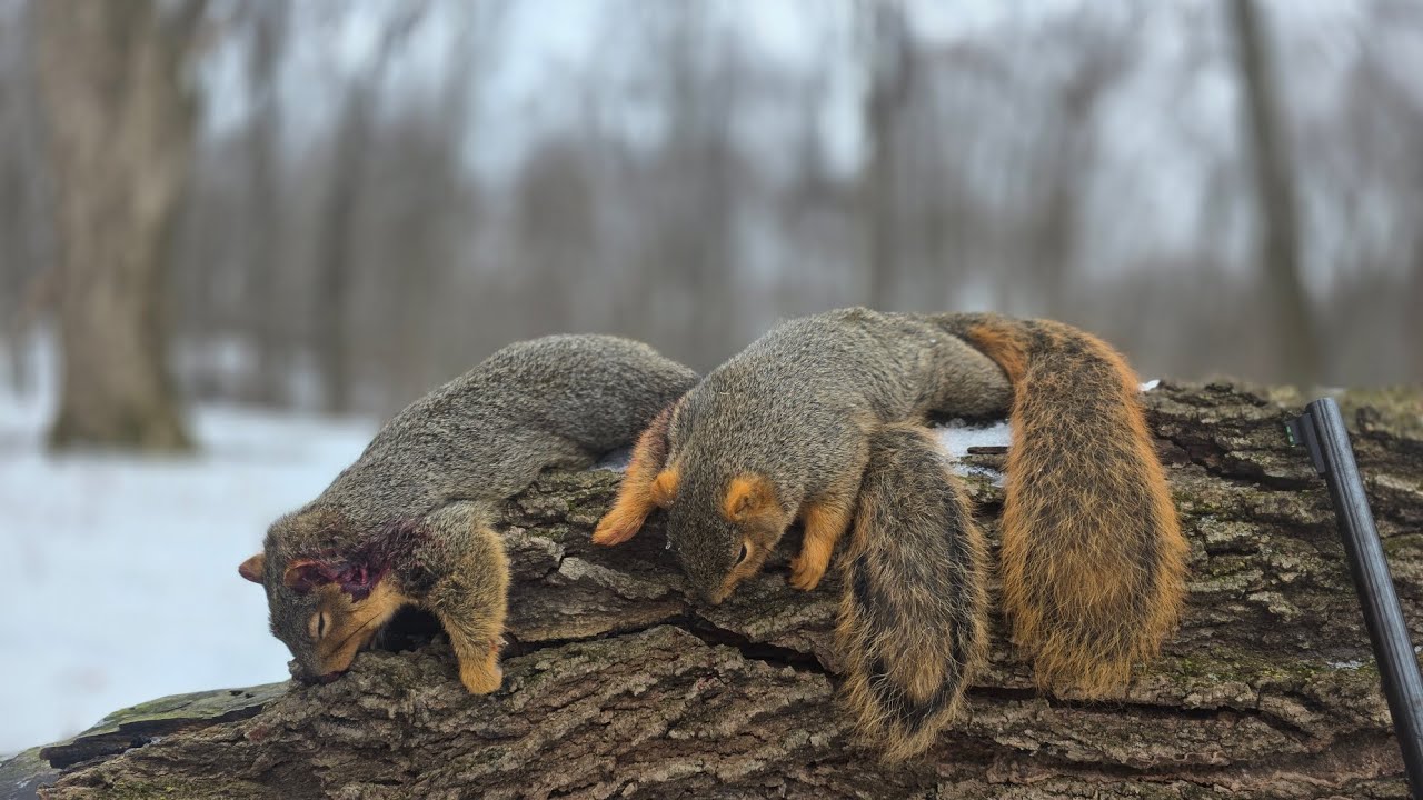 Охота на белок зимой в Миннесоте