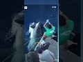 Massive great white shark eats fishermans tuna new undies please shorts greatwhiteshark