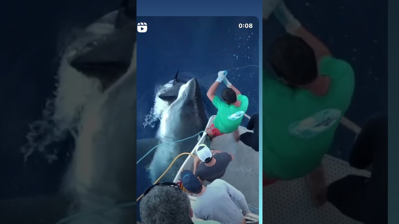Massive Great White Shark Eats Fisherman S Tuna New Undies Please Shorts Greatwhiteshark