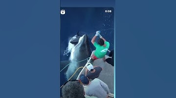 Thumbnail of Massive Great White Shark eats fisherman’s Tuna. New undies please. #shorts #greatwhiteshark