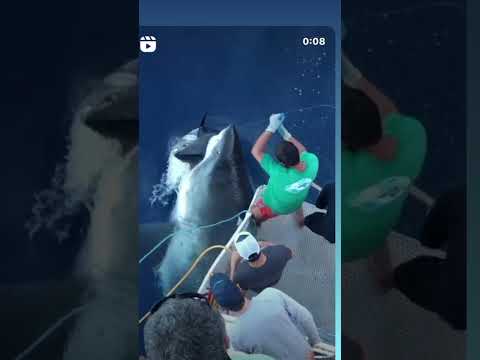 Massive Great White Shark Eats Fishermans Tuna. New Undies Please. Shorts Greatwhiteshark