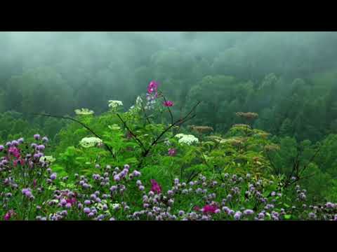 موسيقى هادئه جدا تريح النفس همسات الليل موسيقى هادئة للاسترخاء النوم و Relaxing Music Sleep Sooth