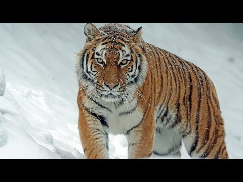 Тигр / Tiger / Վագր