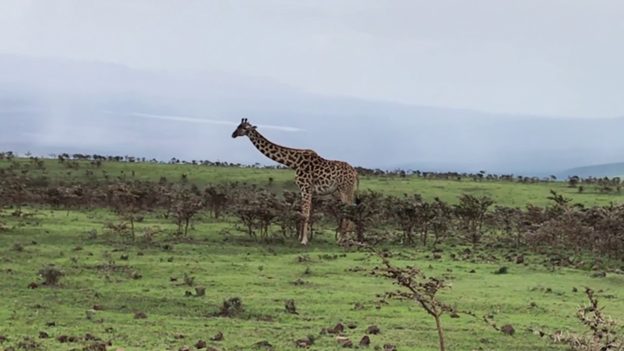 youtube safari tanzania