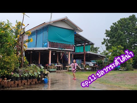 ep.11 ปลากระดี่ได้น้ำ