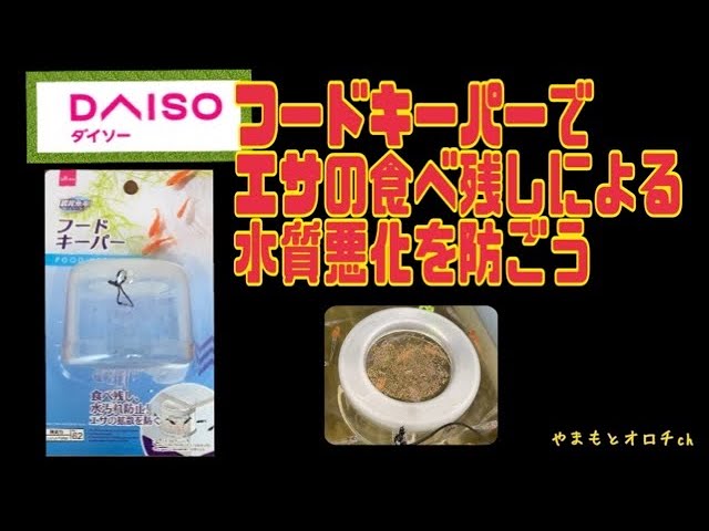 ダイソーのフードキーパーでエサの食べ残しによる水質悪化を防ごう メダカ メダ活 ダイソー Youtube