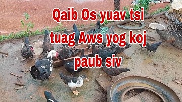 Qaib Os Yuav tsi tuag Aws yog koj paub siv cov tshuaj no