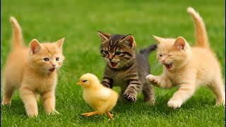 Adorable Playful Kittens On The Green Gr Cute Cat Videos & Lovely Meow Sounds In 4K