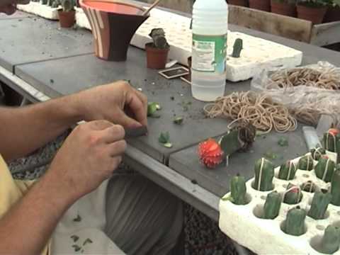 Vidéo: Guide de greffe de cactus - Comment greffer une plante de cactus