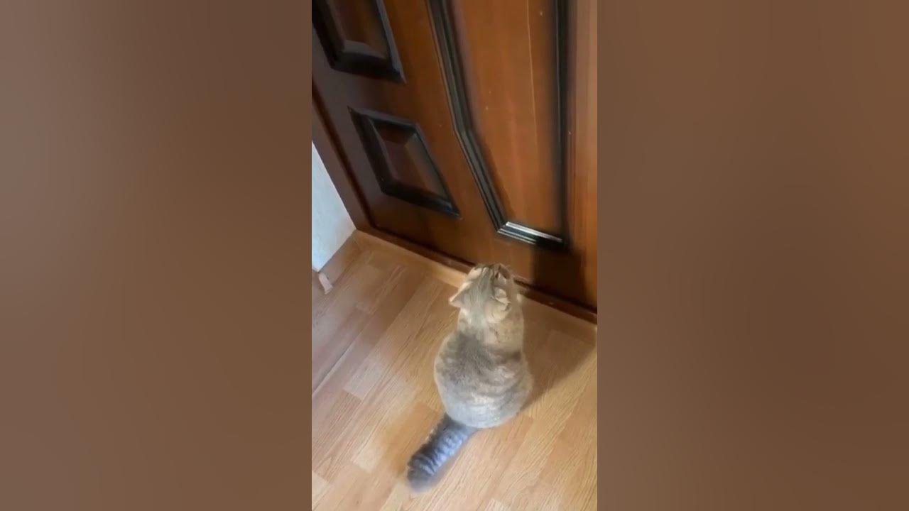кот говорит открой дверь. открой дверь кот. видео говорящий кот открой дверь. кот говорит открой дверь. кот говорит открой дверь.