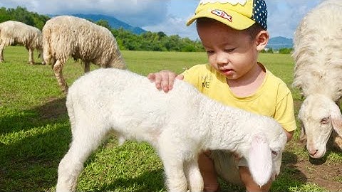 Đồng cừu Suối Nghệ