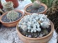 Sustrato para cactus que utilizo