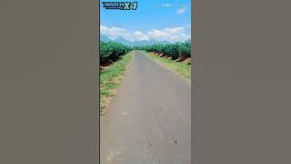 Pemandangan Alam Desa Cover Dj Bad Liar Versi TikTok Viral