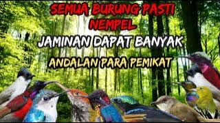 SUARA PIKAT SEMUA JENIS BURUNG KECIL || SEMUA BURUNG NEMPEL PASTI DAPAT BANYAK