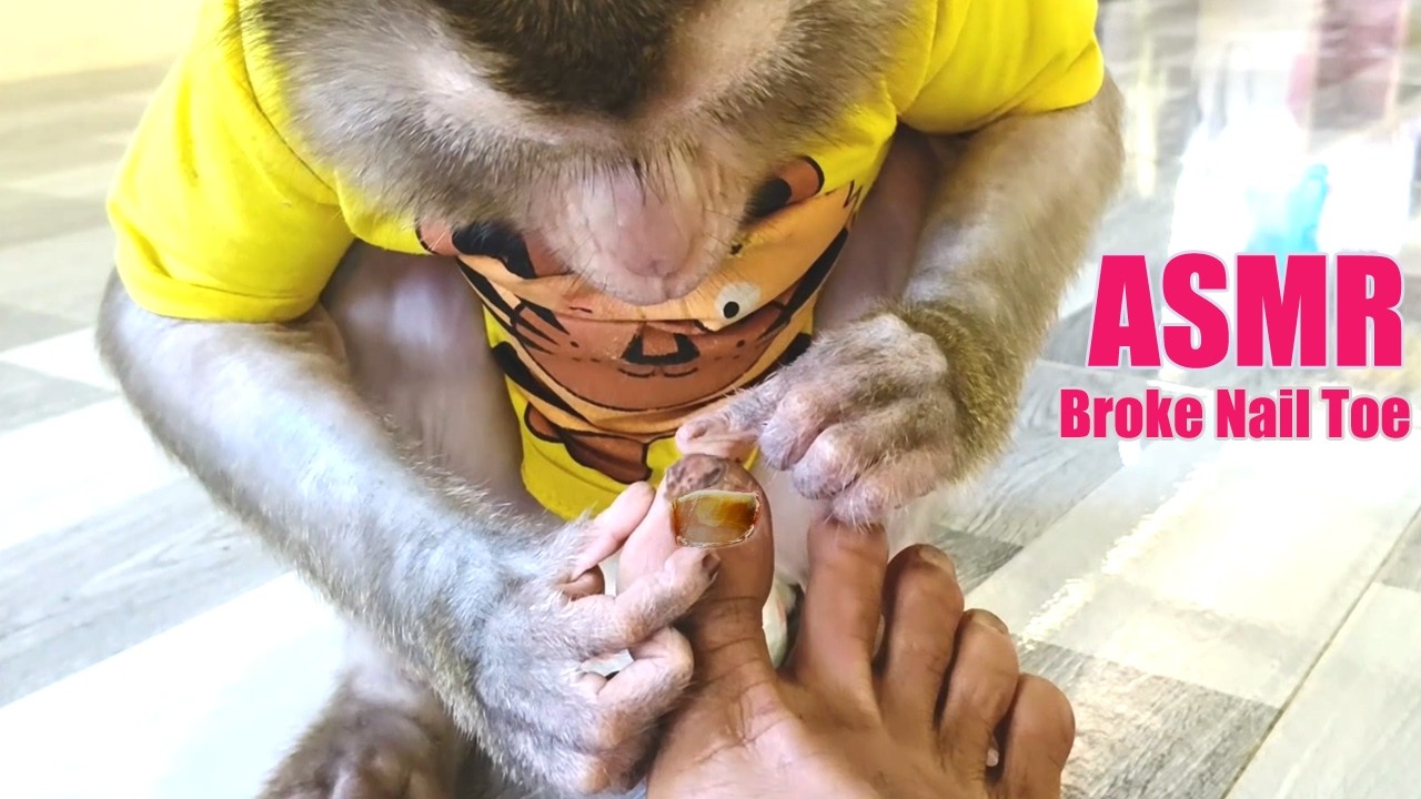 ASMR Monkey Grooming Hack for Toenail Fungus | Real Monkey Peel Dead Cell On Toenail
