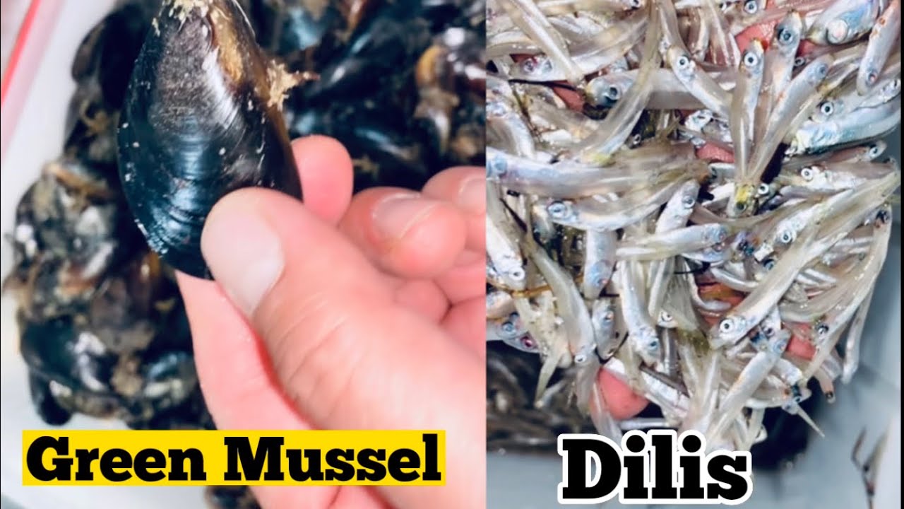 Asian Green Mussels & Anchovy (dilis) Night Fishing YouTube