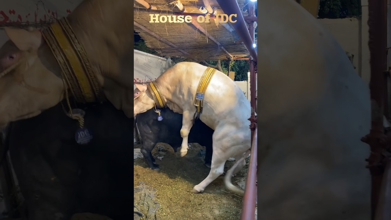 House of JDC Qurbani 2k24