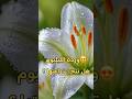 هل فعلا تنجح زراعة الليليوم الزنبق بالعقل شوف التجربة زراعة    ورد