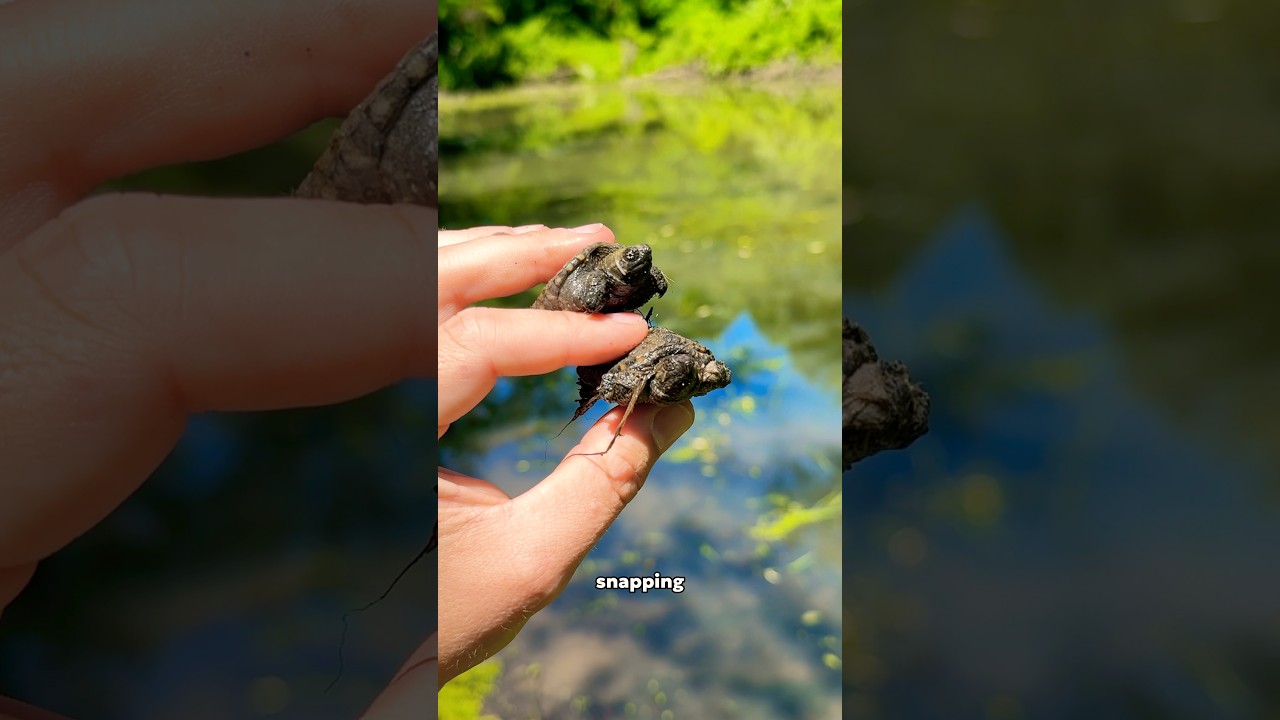 What’s living in this pond?