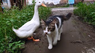 Great story of cat and duck adventures that take the virtual universe by storm. Cute cat videos❤