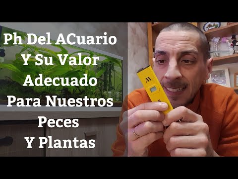 Video: ¿Qué les gusta a las palomas comer?