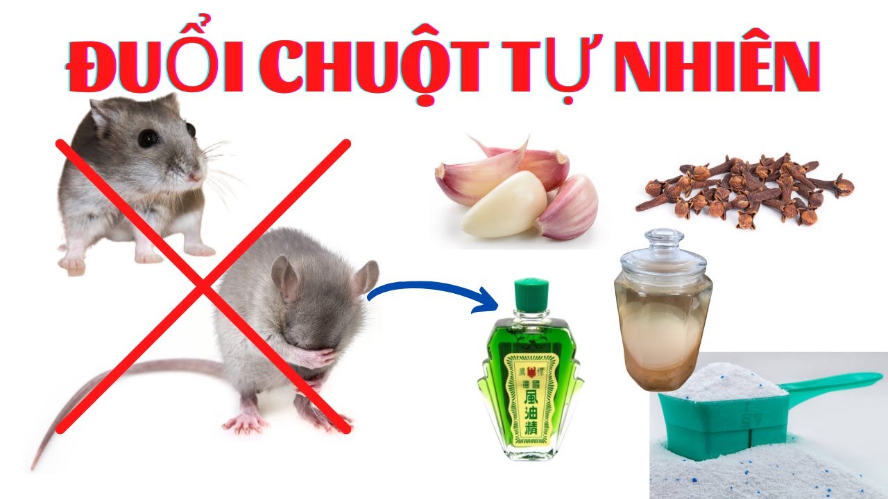 casino de giffaumont Top 7 Cách Đuổi Chuột Ra Khỏi Nhà Không Sát Sinh 1