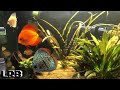 Friday Night Live Q&A Freshwater Aquarium Keeping Fish Shrimp and Plants