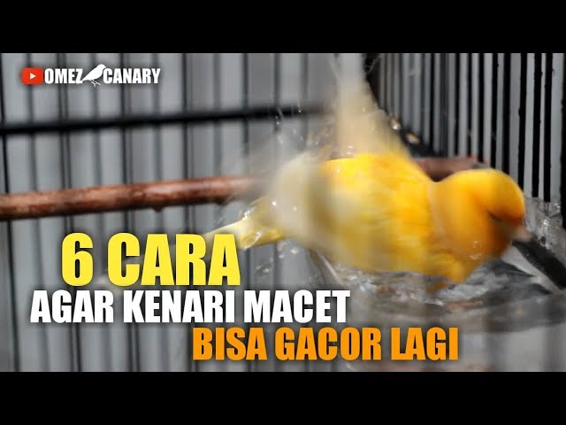 6 Langkah mengatasi KENARI MACET agar bisa bunyi gacor kembali class=