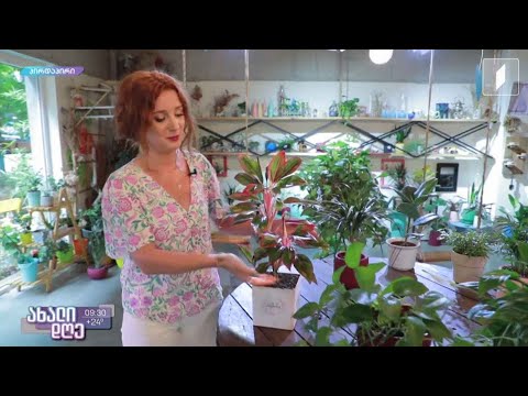 #ახალიდღე ანი არველაძის  რუბრიკა „მცენარეების მეგობარი“