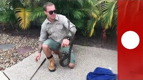 Ill-humoured python bites snake catcher on the head