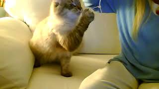 Сибирские котята из питомника Сказка Сибири, г. Москва - видео 4 Сибирские котята из питомника Сказка Сибири, г. Москва - видео 4