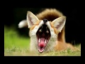 Звук лисы или как говорит лиса
