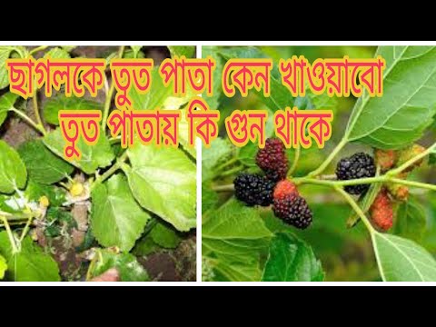 ছাগলকে তুঁত গাছের পাতা কেন খাওয়াবো তুত পাতার গুনাগুন কি West Bengal goatfarm