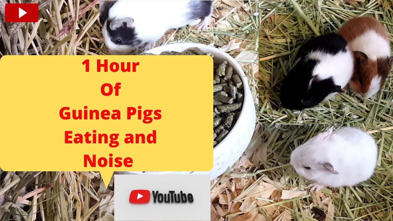 1 hour of Guinea Pigs eating and Noises YouTube