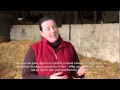 Artifical Rearing of Lambs (is-deitlau Cymraeg) - Farming Connect