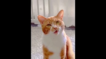 Autotuned Cats go at it 😹 #autotune #shorts 