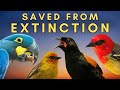 7 Birds Brought Back from the Brink of Extinction