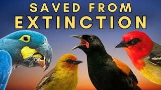 Download Lagu 7 Birds Brought Back from the Brink of Extinction MP3 Download Lagu 7 Birds Brought Back from the Brink of Extinction MP3