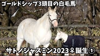 ゴールドシップ産駒3頭目の白毛馬・サトノジャスミン2023♀誕生①