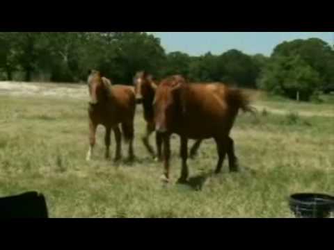 European Draft Horses in America: America's Heartl...