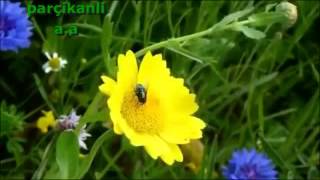 Abdullah Çolak - Ez Kurbana Wan Çavete (Parçikanlı)