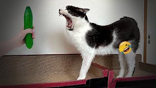 😘😹 Try Not To Laugh Dogs And Cats 😹🐕 Funny Animal Videos #7