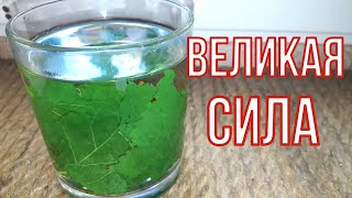 Знакомые удивляются её великой СИЛЕ, для почек, при одышке, для сосудов.