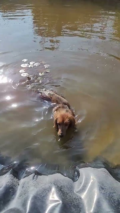 Hund schwimmt nicht ganz freiwillig im Gartenteich 👍Hunger macht