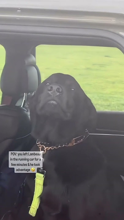 Funny dog 🐶 #funny #pets #foryou #cute