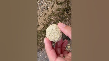 Perfect Sarcinula Coral fossil found