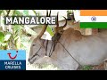 Our cruise on Marella Discovery 2019 | Vlog #12 | Mangalore