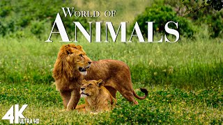 Animals Of The World 4K  Scenic Wildlife Film With Calming Music